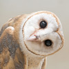 Jinx Owl