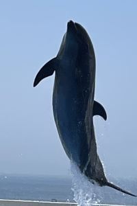 pink dolphin 東京灣東急酒店優惠