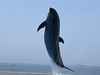 pink dolphin