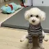 해맑쟁이