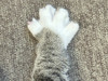 neko7814