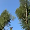 Avatar 1