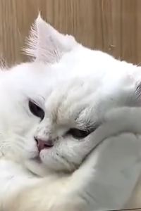 訪客用戶 Vala Hua Hin - Nu Chapter Hotels華欣瓦拉 - 努章飯店優惠