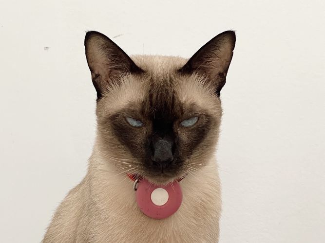 Silvercat4421