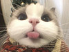ChrisHo0321