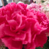 ทัวร์กระป๋อง