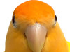 Atumos