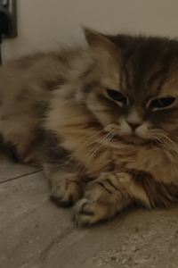 Joe哥 澳門雅詩閣優惠