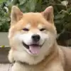 user-icon