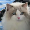 Avatar 1
