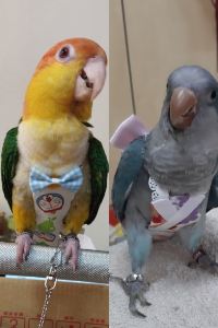 許麻糬 七彩湖汽車旅館優惠