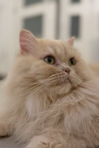 Adolfo Por 薩巴拉吳哥水療度假村優惠