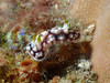 Lutrinae