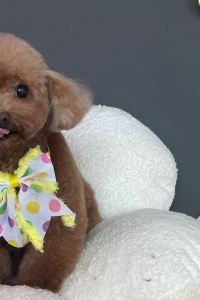 Suet May 嘉義嘉楠風華飯店優惠