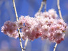 yae-sakura