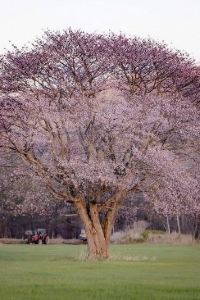 エースマッキー 北見ピアソンホテル クーポン