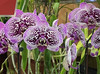 Purple Dream