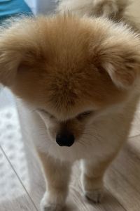 旅行好きなナミシオ コートヤード・バイ・マリオット 白馬 クーポン