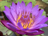 Flora Ngai Shan