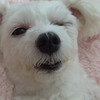 꼬북도령