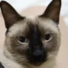 Avatar 1
