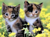 Twinn Bee