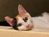Nekoyin