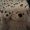 The Travelling Teddies