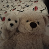 The Travelling Teddies