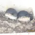小家璧玉
