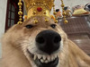 bonzoby