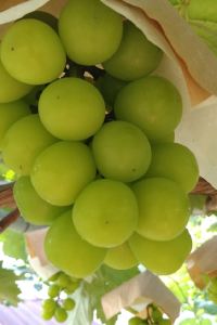 4zca 京王プレッソイン神田 クーポン