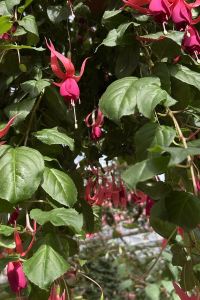 chibinoff ホテルグリーンプラザ箱根 クーポン