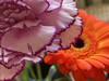 Foufous