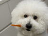 Bobo.H