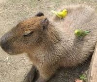 카피바라 그랜드 워커힐 서울 쿠폰