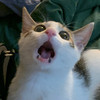 DELTA MEOW
