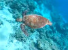 ナチュラル9