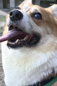 KAZUL 帶廣普樂美雅凱賓飯店優惠