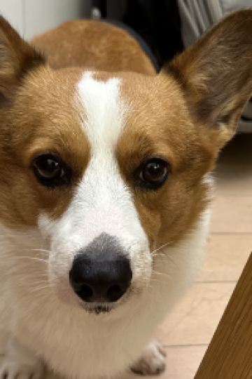 威基媽媽 澳門麗思卡爾頓酒店優惠