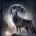 QINGWOLF