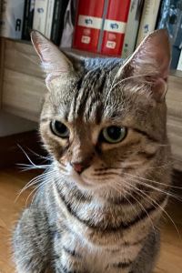 Lim Pek 喬治市麥卡利斯特酒店 （檳城對抗新冠肺炎認證）優惠