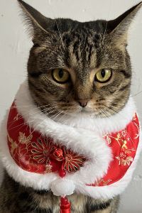 Memoooo 佛山百利達酒店優惠