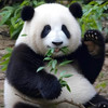 Winnie Kwong 欣欣