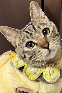 ぼみしき 京都堀川五條舒適飯店優惠