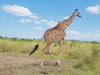 Safari Peak Adventures