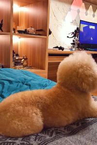 訪客用戶 儷夏商旅-西門捷運館優惠