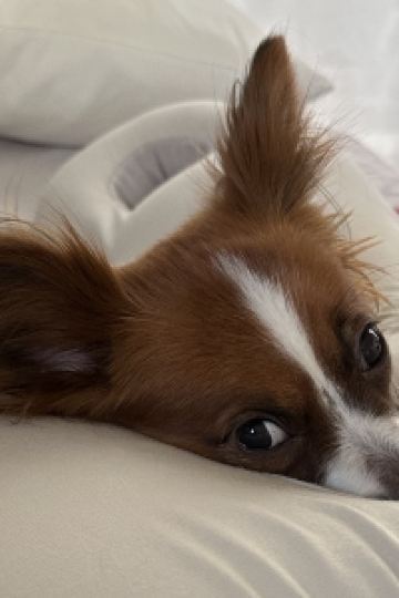 Mipopo 戸田家 クーポン