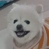 도도독