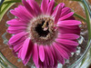 Pinkypine